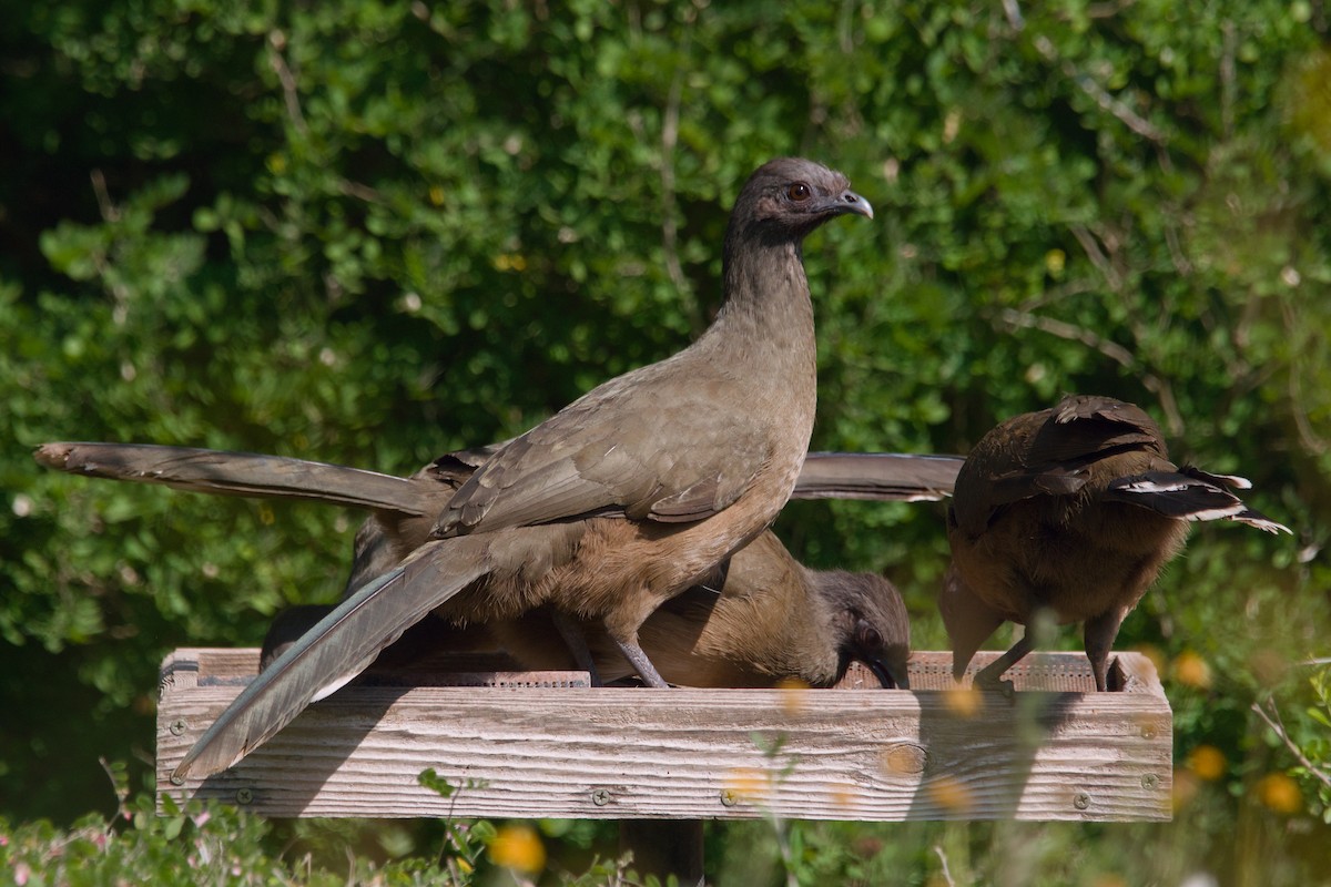 Plain Chachalaca - ML642137287