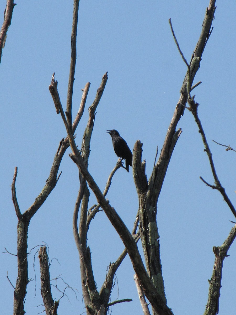 American Crow - ML642137289