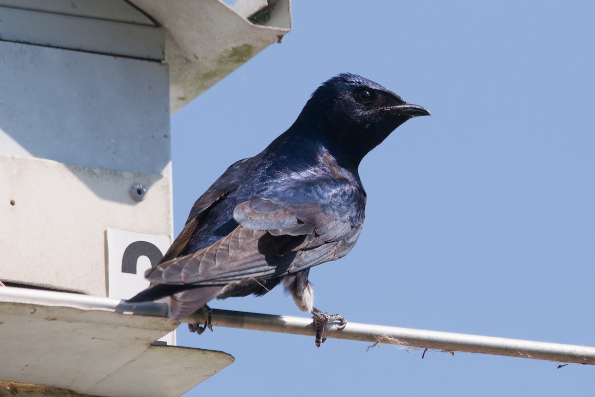Purple Martin - ML642137290