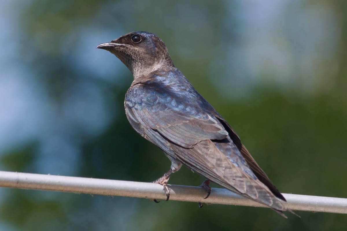Purple Martin - ML642137291