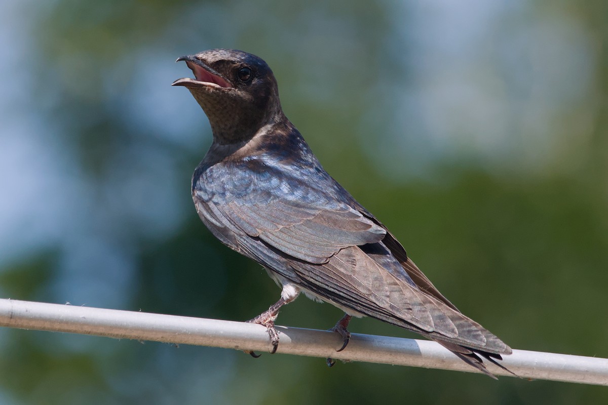 Purple Martin - ML642137292
