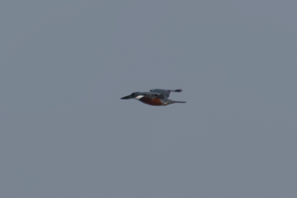 Ringed Kingfisher - ML642137306