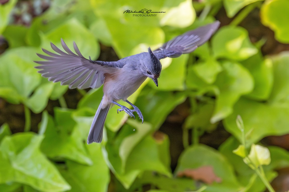 Tufted x Black-crested Titmouse (hybrid) - ML642137312