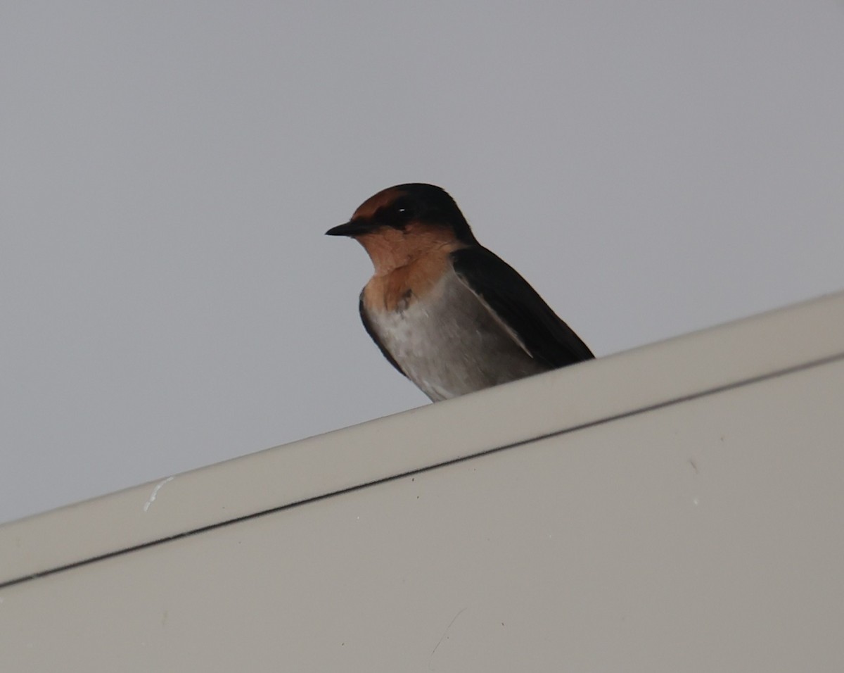 Pacific Swallow - ML642137326
