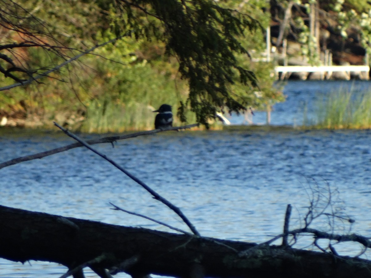 Belted Kingfisher - ML642137327