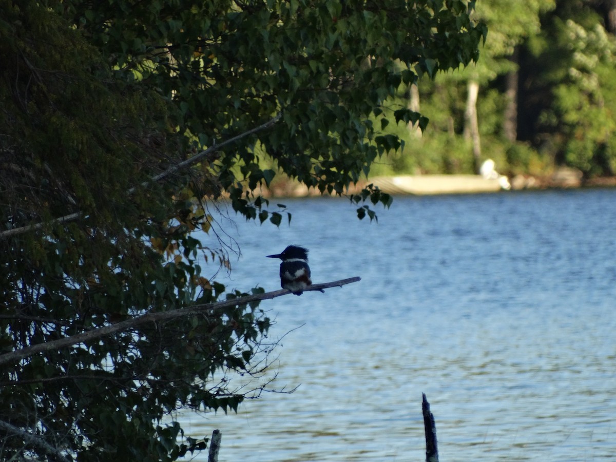 Belted Kingfisher - ML642137328