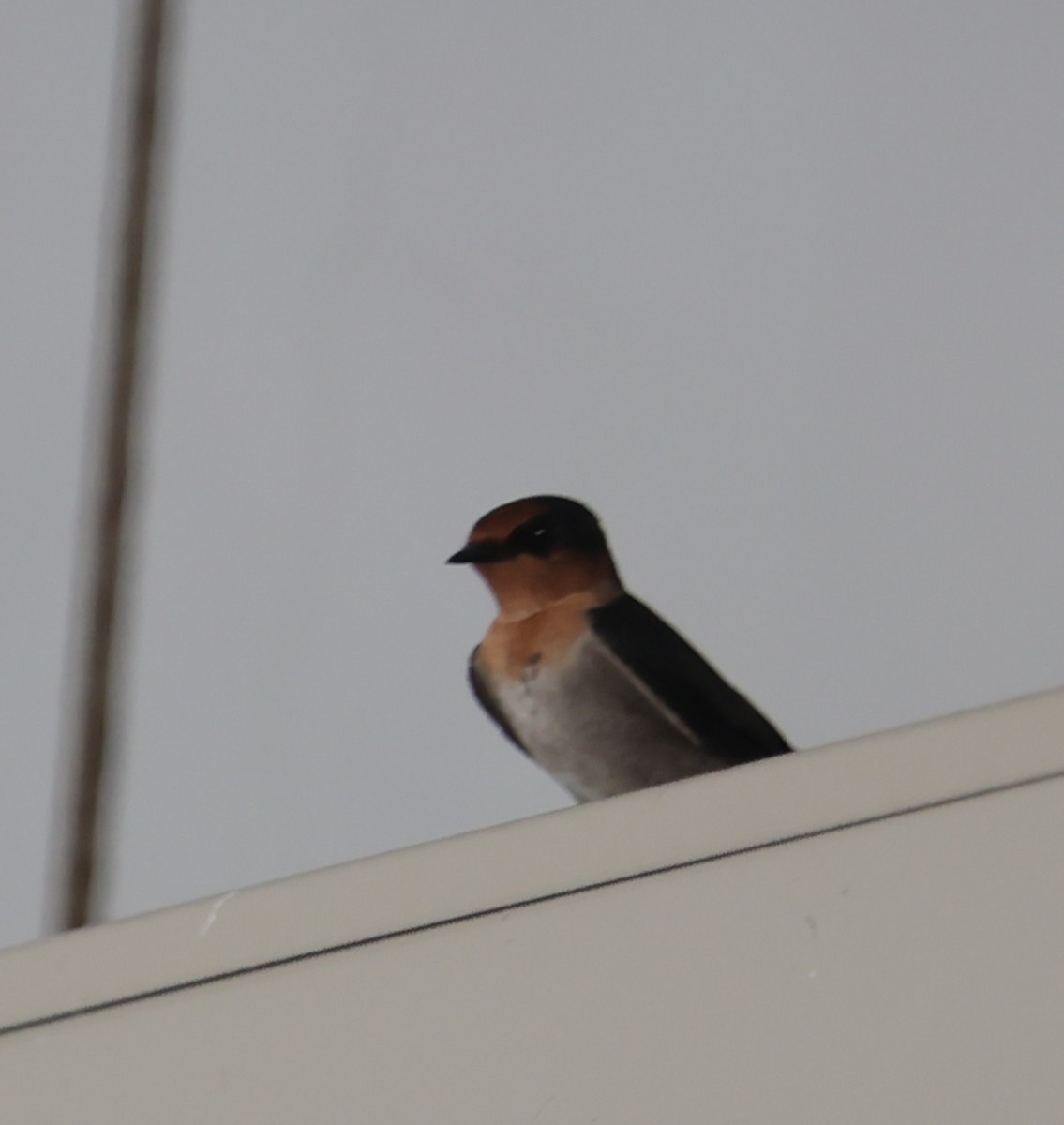 Pacific Swallow - ML642137330