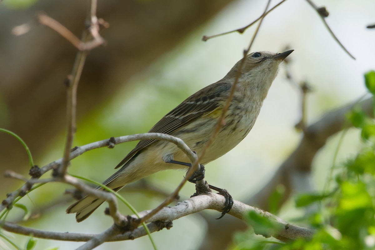 Taçlı Ötleğen (coronata) - ML642137340