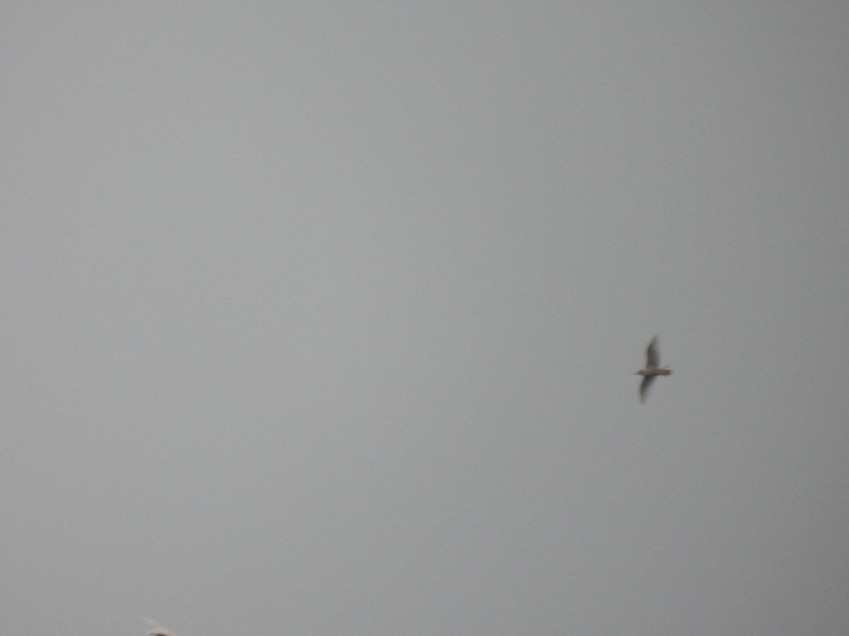 Short-tailed Shearwater - ML642137350