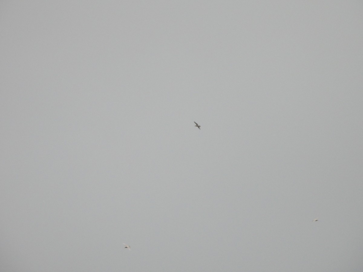 Short-tailed Shearwater - ML642137351