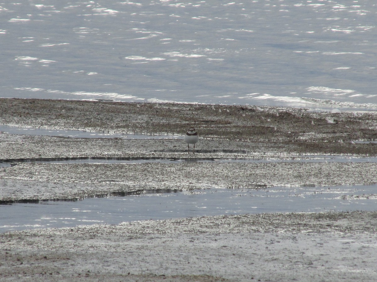 Semipalmated Plover - ML642137361