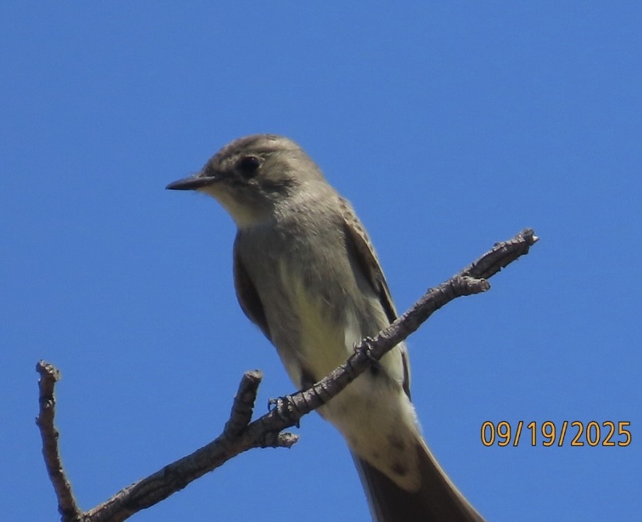 Batılı Tropikal Pivi - ML642137372