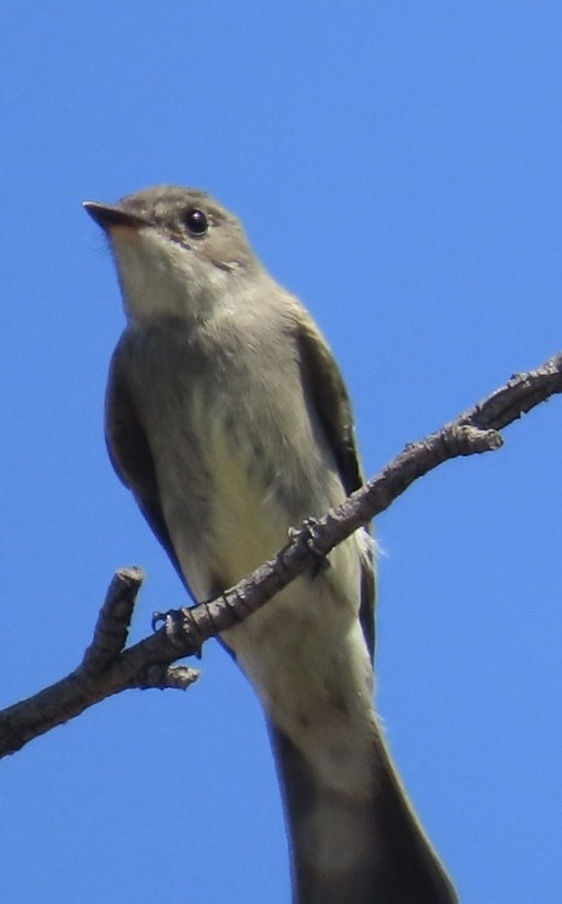 Western Wood-Pewee - ML642137373