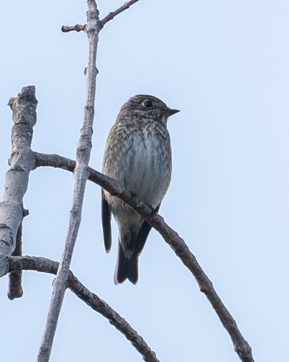 サメビタキ - ML642137374