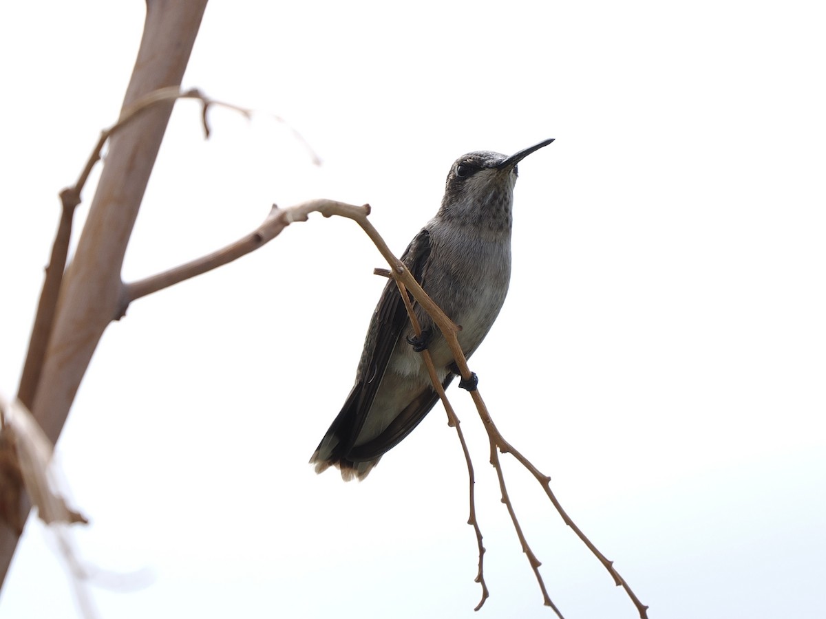 Black-chinned Hummingbird - ML642137376