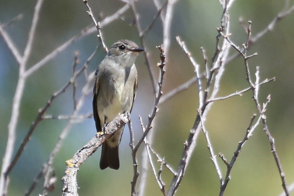 Western Wood-Pewee - ML642137379