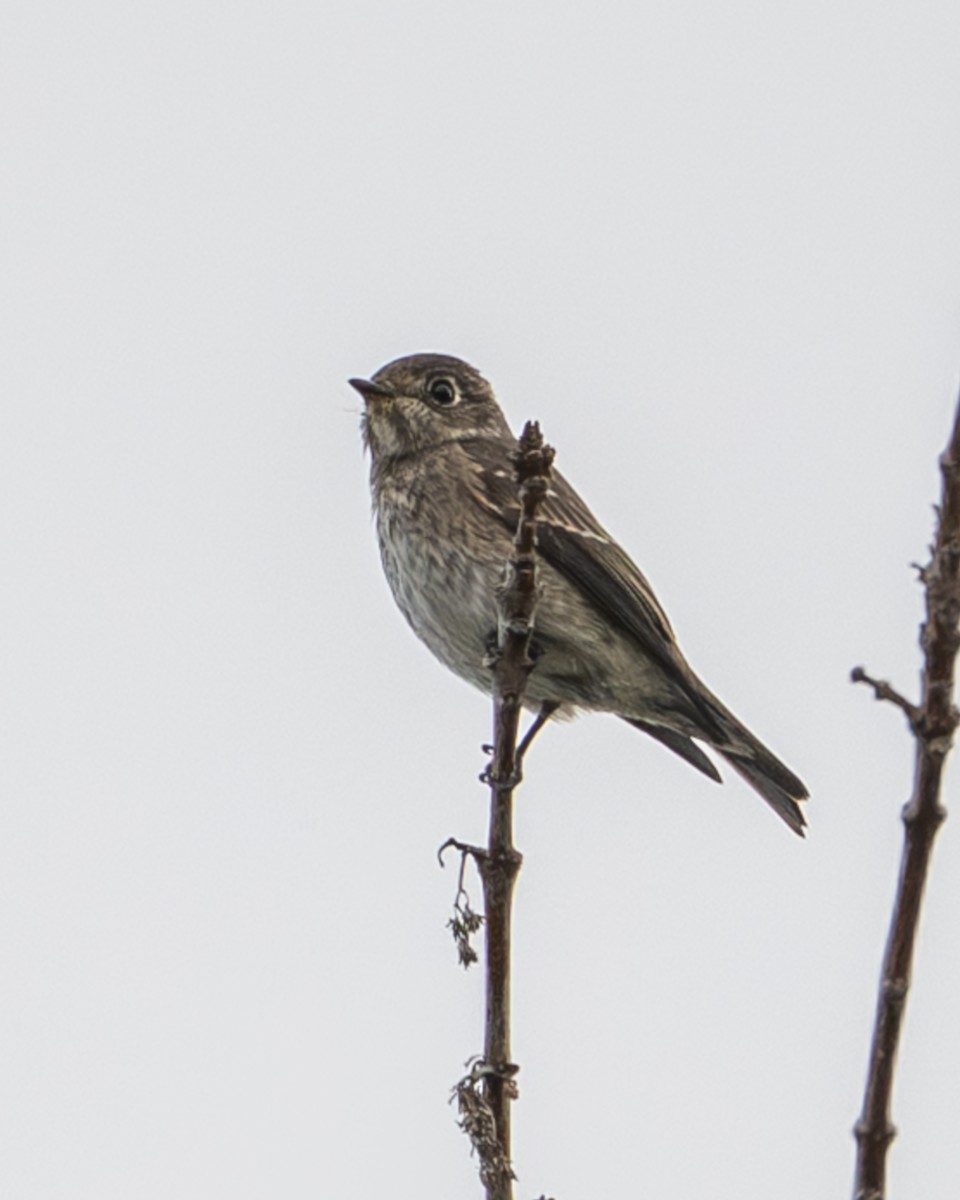 サメビタキ - ML642137385