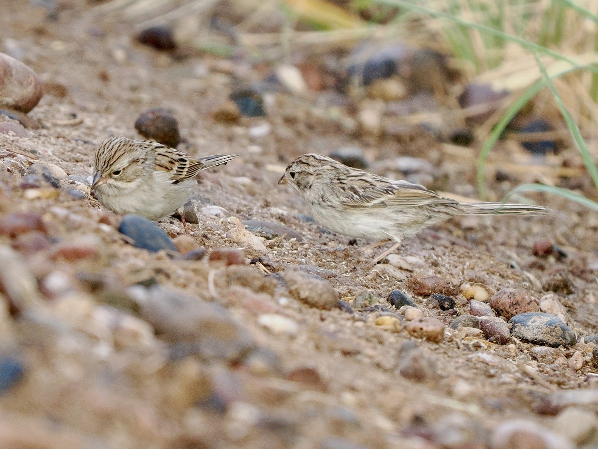 Brewer's Sparrow - ML642137401