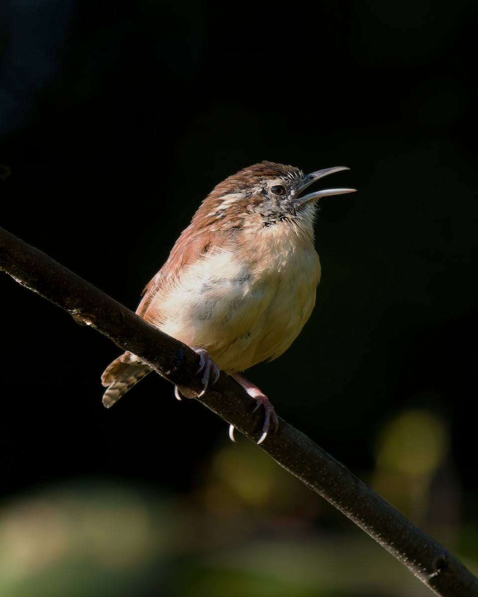 Carolina Wren - ML642137402