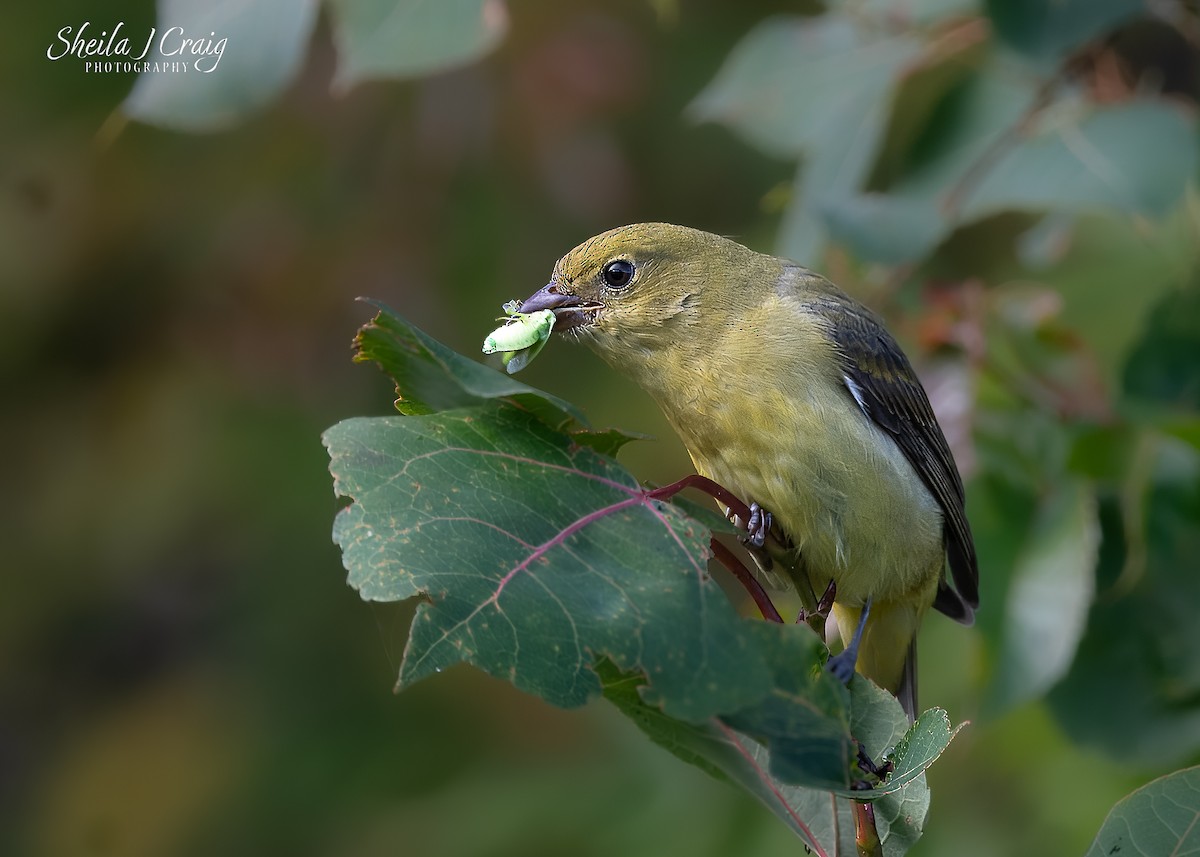 Scarlet Tanager - ML642137408