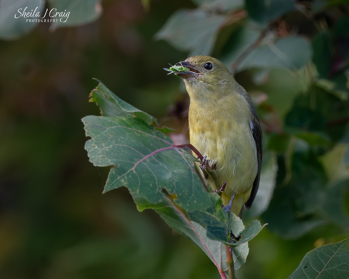 Scarlet Tanager - ML642137409