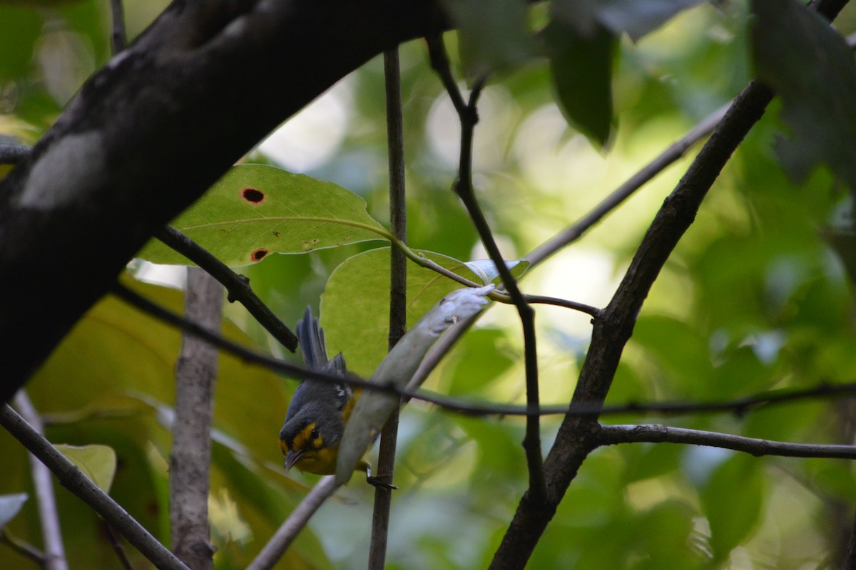 St. Lucia Warbler - ML642137412