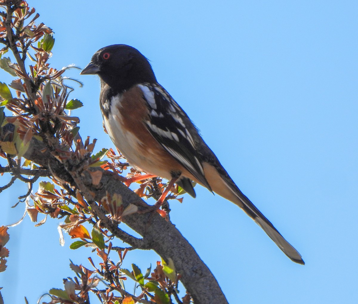 Spotted Towhee - ML642137424
