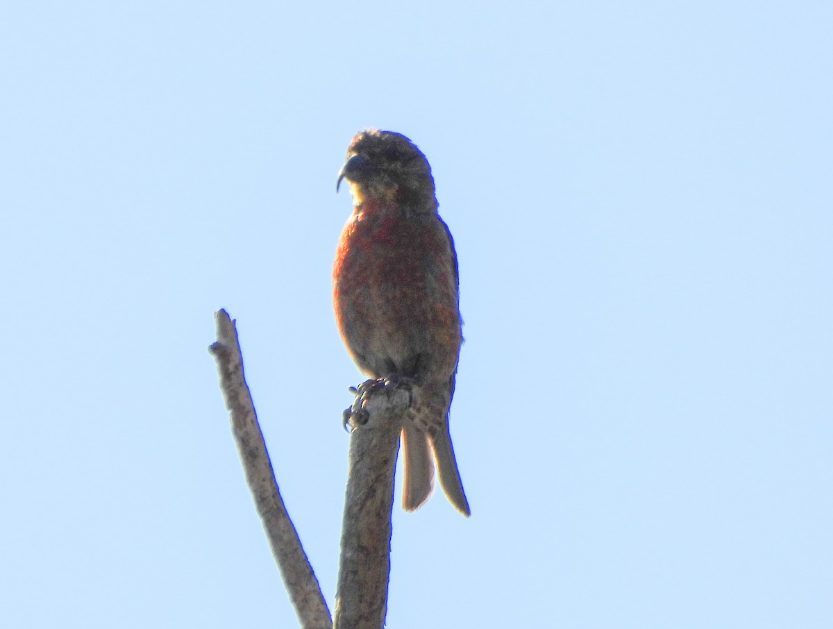 Red Crossbill - ML642137441