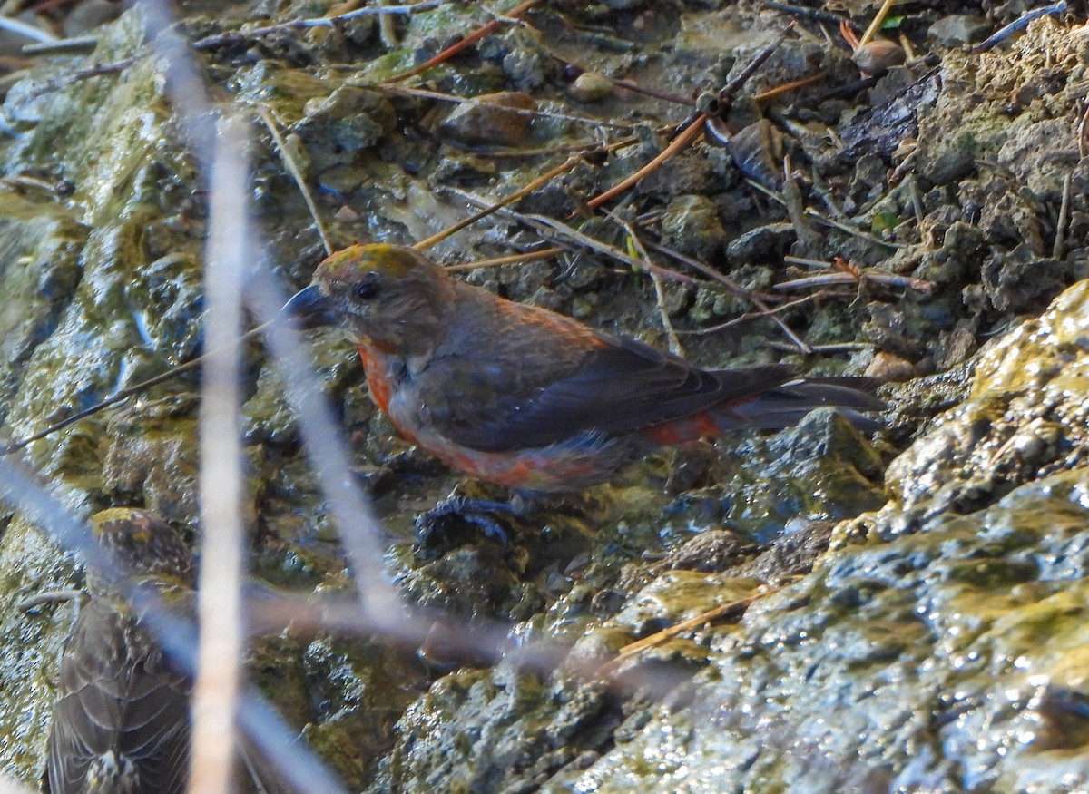 Red Crossbill - ML642137442