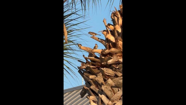 House Sparrow - ML642137446