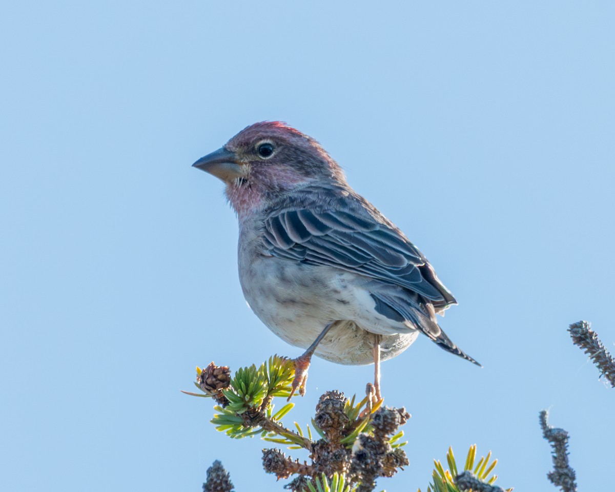 Cassin's Finch - ML642137453