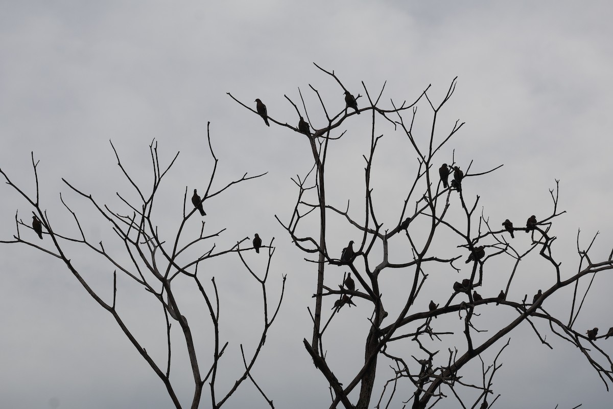 White-winged Dove - ML642137455