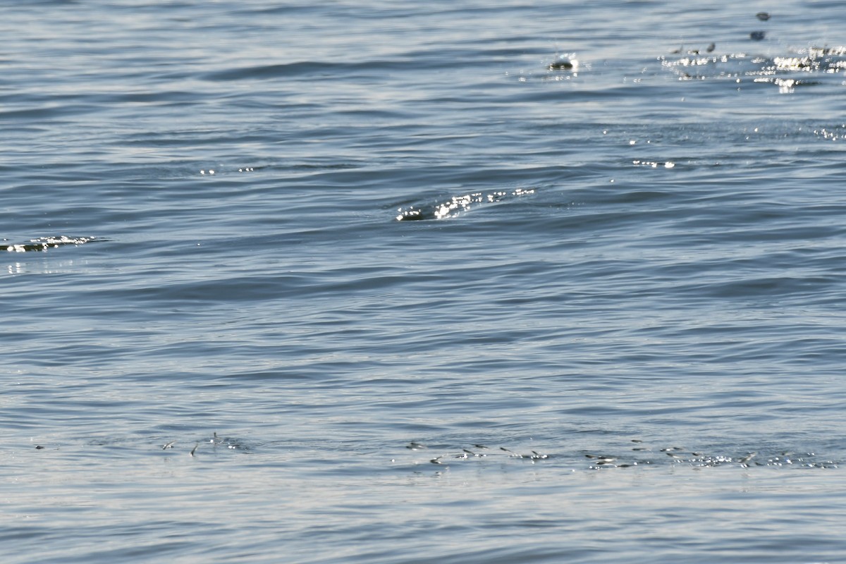 Animals - ML642137457