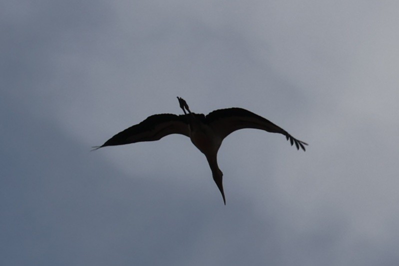 Wood Stork - ML642137458