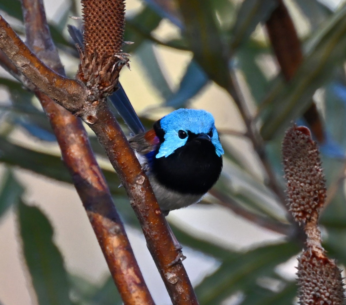 Variegated Fairywren - ML642137459