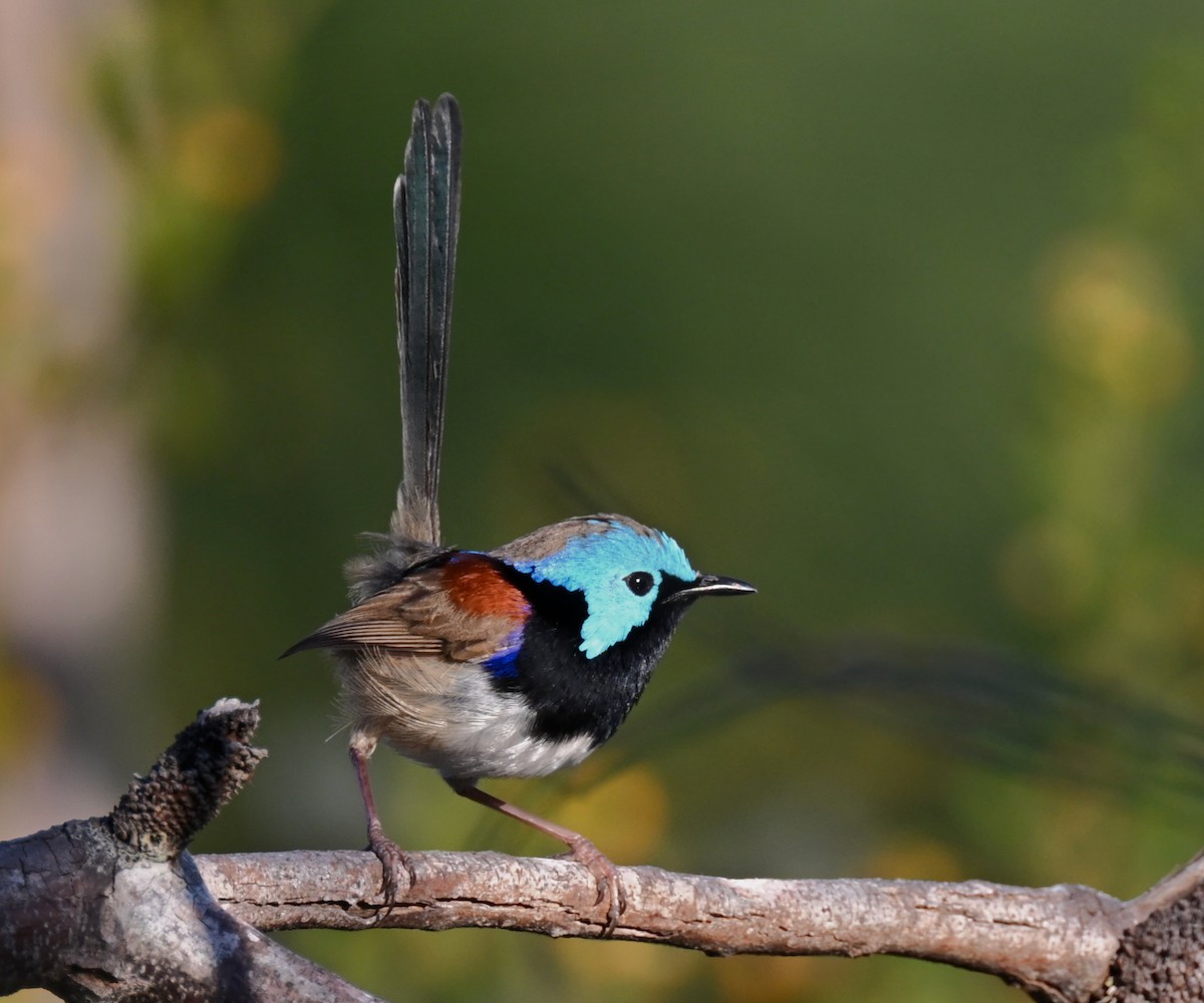 Variegated Fairywren - ML642137460