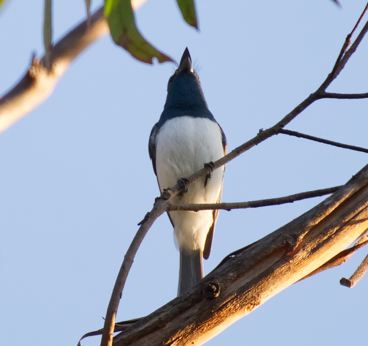 Leaden Flycatcher - ML642137463