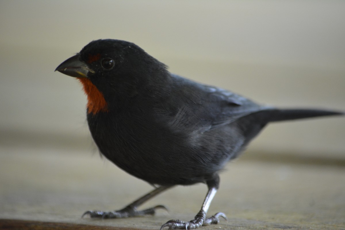 Lesser Antillean Bullfinch - ML642137464
