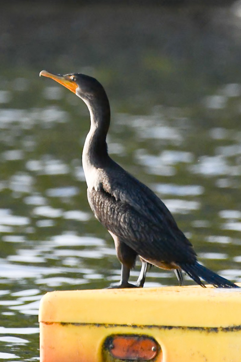 Cormoran à aigrettes - ML642137465