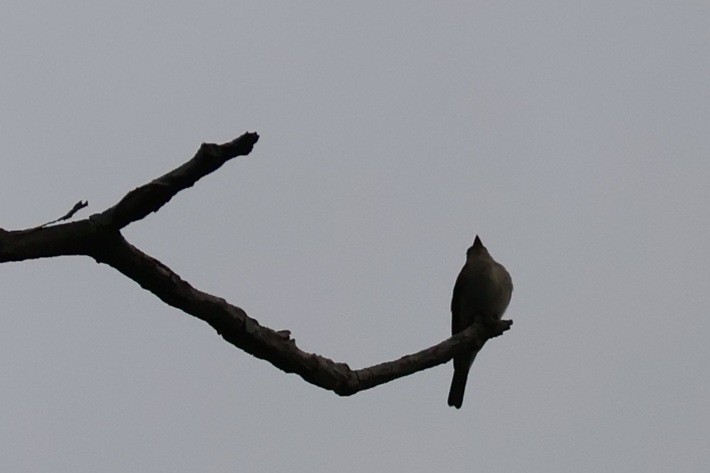 Eastern Wood-Pewee - ML642137472