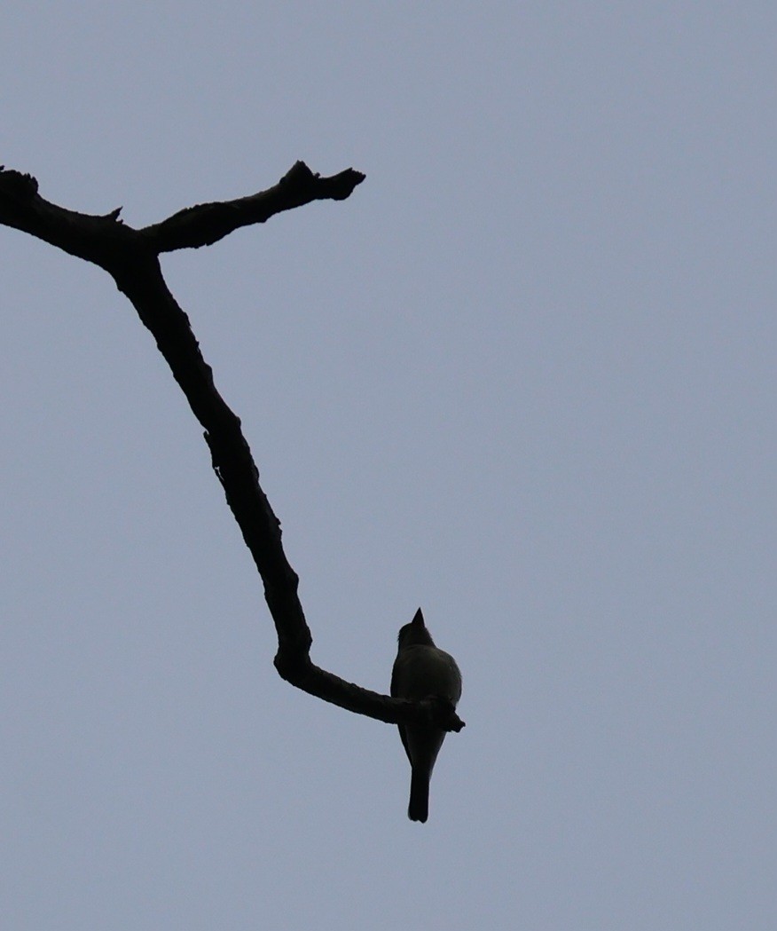 Eastern Wood-Pewee - ML642137473
