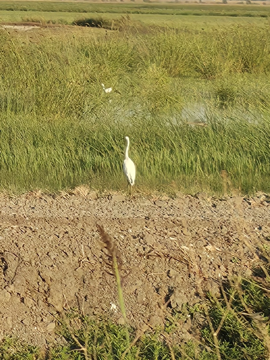 Great Egret - ML642137478