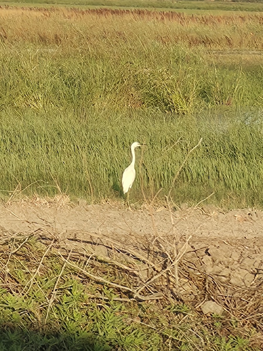 Great Egret - ML642137479