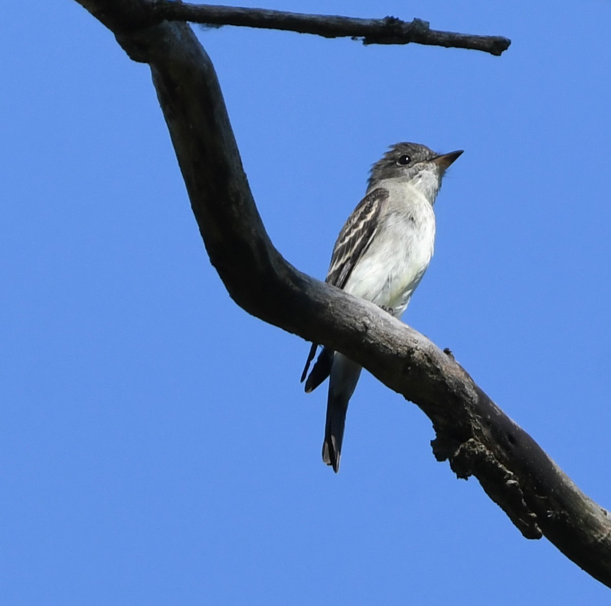 Eastern Wood-Pewee - ML642137480