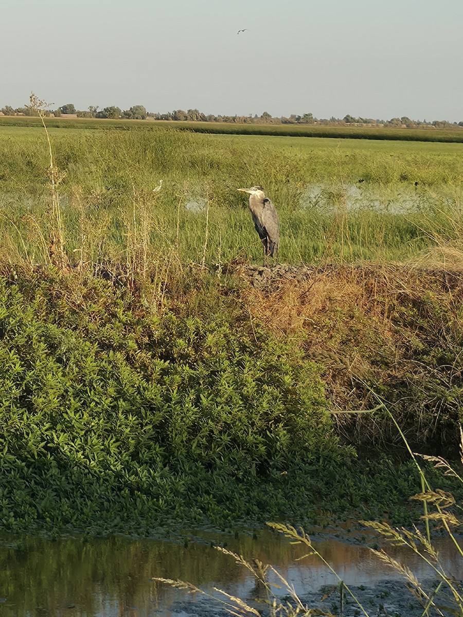 Great Blue Heron - ML642137483