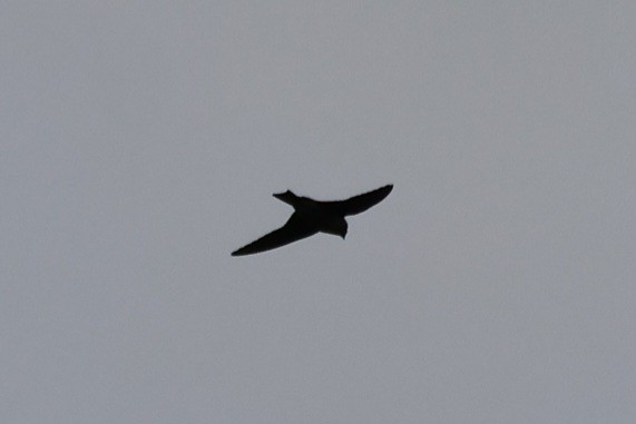 Gray-breasted Martin - ML642137489