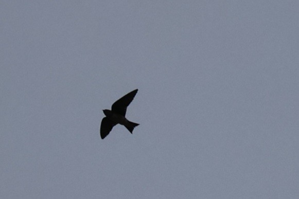 Gray-breasted Martin - ML642137491
