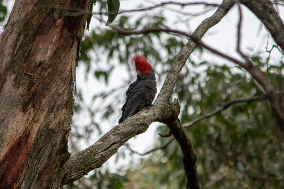 Gang-gang Cockatoo - ML642137500