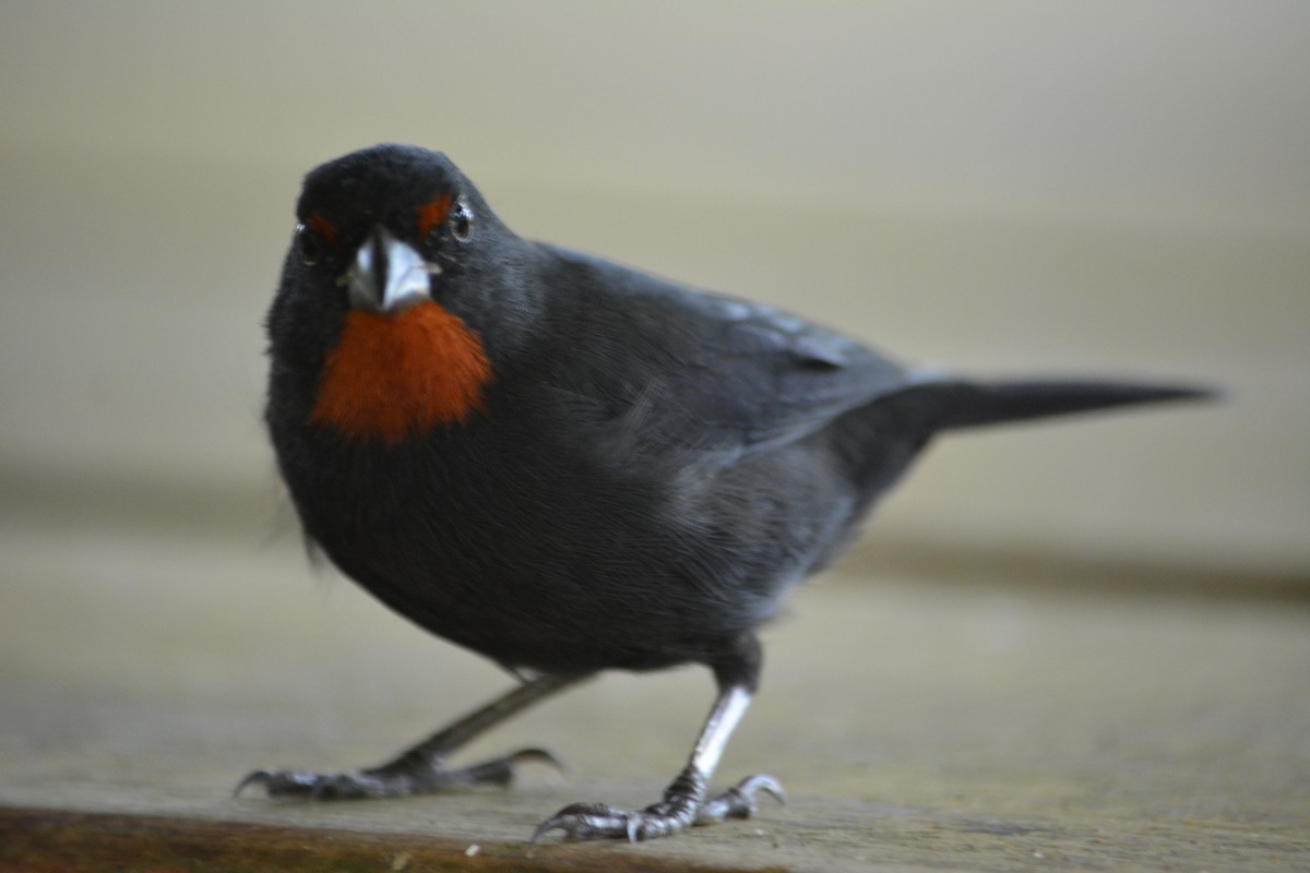 Lesser Antillean Bullfinch - ML642137501