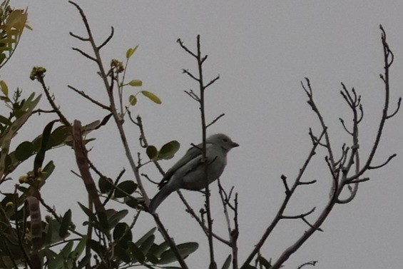 Blue-gray Tanager - ML642137510